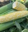 Семена кукурузы Экшен F1, п.е. 25 тыс. семян (Spark Seeds) - 1