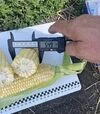 Семена кукурузы Экшен F1, п.е. 25 тыс. семян (Spark Seeds) - 4
