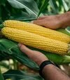 Насіння кукурудзи Фаєстар F1, п.о. 100 тис. насінин (Syngenta) - 1