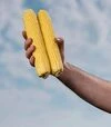 Насіння кукурудзи Фаєстар F1, п.о. 100 тис. насінин (Syngenta) - 2