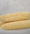 Насіння кукурудзи Майбіко F1, п.о. 5 тис.насінин (May Seeds) - 1