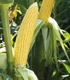 Насіння кукурудзи Мірза F1, 5 кг (May Seeds) - 2