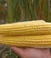 Насіння кукурудзи Ромео F1, п.о. 1 тис. насінин (МНАГОР) - 2
