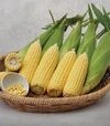 Насіння кукурудзи Вега F1, 500 г (May Seeds) - 1