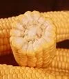 Насіння кукурудзи Сентис F1, п.о. 1 тис. насінин (МНАГОР) - 1