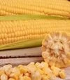 Насіння кукурудзи Сентис F1, п.о. 1 тис. насінин (МНАГОР) - 2