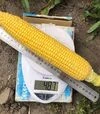 Насіння кукурудзи 1980 F1, п.о. 2500 насінин (Spark Seeds) - 2