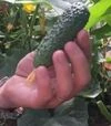 Семена огурца Фурор F1, п.е. 500 семян (Leda Agro) - 1
