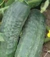 Семена огурца Альянс F1, п.е. 25 тыс. семян (Bejo) - 2