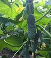 Насіння огірка 14015 F1, п.о. 1 тис. насінин (Spark Seeds) - 1