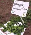 Насіння огірка Герміна F1, 1 кг (Moravoseed) - 3