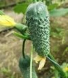 Семена огурца Брутус F1, п.е. 250 семян (Innova Seeds) - 2