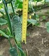 Семена огурца Брутус F1, п.е. 250 семян (Innova Seeds) - 6