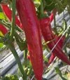 Семена перца Тойо F1, п.е. 500 шт семян (Spark Seeds) - 1