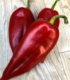 Семена перца Фанат F1, п.е. 500 шт семян (Spark Seeds) - 1