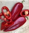 Семена перца Фанат F1, п.е. 500 шт семян (Spark Seeds) - 3