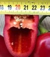 Семена перца Фанат F1, п.е. 500 шт семян (Spark Seeds) - 4