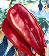 Семена перца Фанат F1, п.е. 500 шт семян (Spark Seeds) - 6