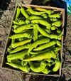 Семена перца ES 7520 F1, п.е. 250 семян (Ergon) - 3