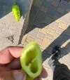 Семена перца ES 7520 F1, п.е. 250 семян (Ergon) - 5