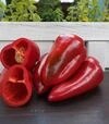 Семена перца Феррары F1, п.е. 500 семян (Sakata) - 2