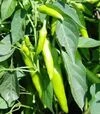 Насіння перцю Хуеро F1, п.о. 250 насінин (United Genetics) - 2