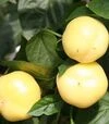 Насіння перцю Яблина F1, п.о. 250 насінин (Semo) - 3