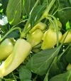 Семена перца Сонетт F1, п.е. 1 тыс. семян (Innova Seeds) - 2