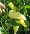 Семена перца Сонетт F1, п.е. 1 тыс. семян (Innova Seeds) - 3