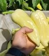 Семена перца Сонетт F1, п.е. 1 тыс. семян (Innova Seeds) - 6