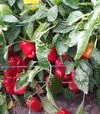 Семена перца Андреа, 50 г (Moravoseed) - 2
