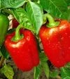 Семена перца Калифорнийское чудо, 50 г (Moravoseed) - 1