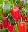 Семена перца Калифорнийское чудо, 50 г (Moravoseed) - 2