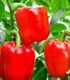 Семена перца Калифорнийское чудо, 50 г (Moravoseed) - 3