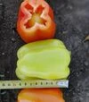 Семена перца Кларетти F1, 5 г (Solare Sementi) - 3