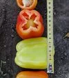 Семена перца Кларетти F1, 5 г (Solare Sementi) - 4