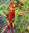 Насіння перцю Посейдон, 25 г (Moravoseed) - 2