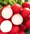 Семена редиса Бодиам F1, п.е. 25 тыс. семян, 2,75-3,5 калибр (Rijk Zwaan) - 1