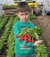 Семена редиса Прада F1, 1 кг (Libra Seeds) - 5