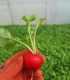 Семена редиса KS 1297 F1, 250 г (Kitano Seeds) - 4