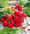 Семена редиса Сакса 2, 250 г (Semo) - 1