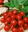Семена редиса Сакса 2, 250 г (Semo) - 3