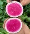 Семена редьки Мисато Роуз Флеш, п.е. 10 тыс. семян (Sakata) - 2