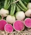 Семена редьки КС 730 F1, 50 г (Kitano Seeds) - 1