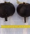 Семена редьки Черная кулата, 250 г (Semo) - 2