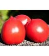 Насіння томату Лагранж F1, п.о. 100 насінин (Libra Seeds) - 2