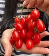 Семена томата Дольчесио F1, п.е. 1 тыс. семян (Esasem) - 3