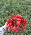 Семена томата Дольчесио F1, п.е. 1 тыс. семян (Esasem) - 4