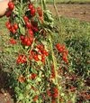 Семена томата Дольчесио F1, п.е. 1 тыс. семян (Esasem) - 6