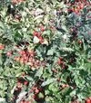 Семена томата Дольчесио F1, п.е. 1 тыс. семян (Esasem) - 7
